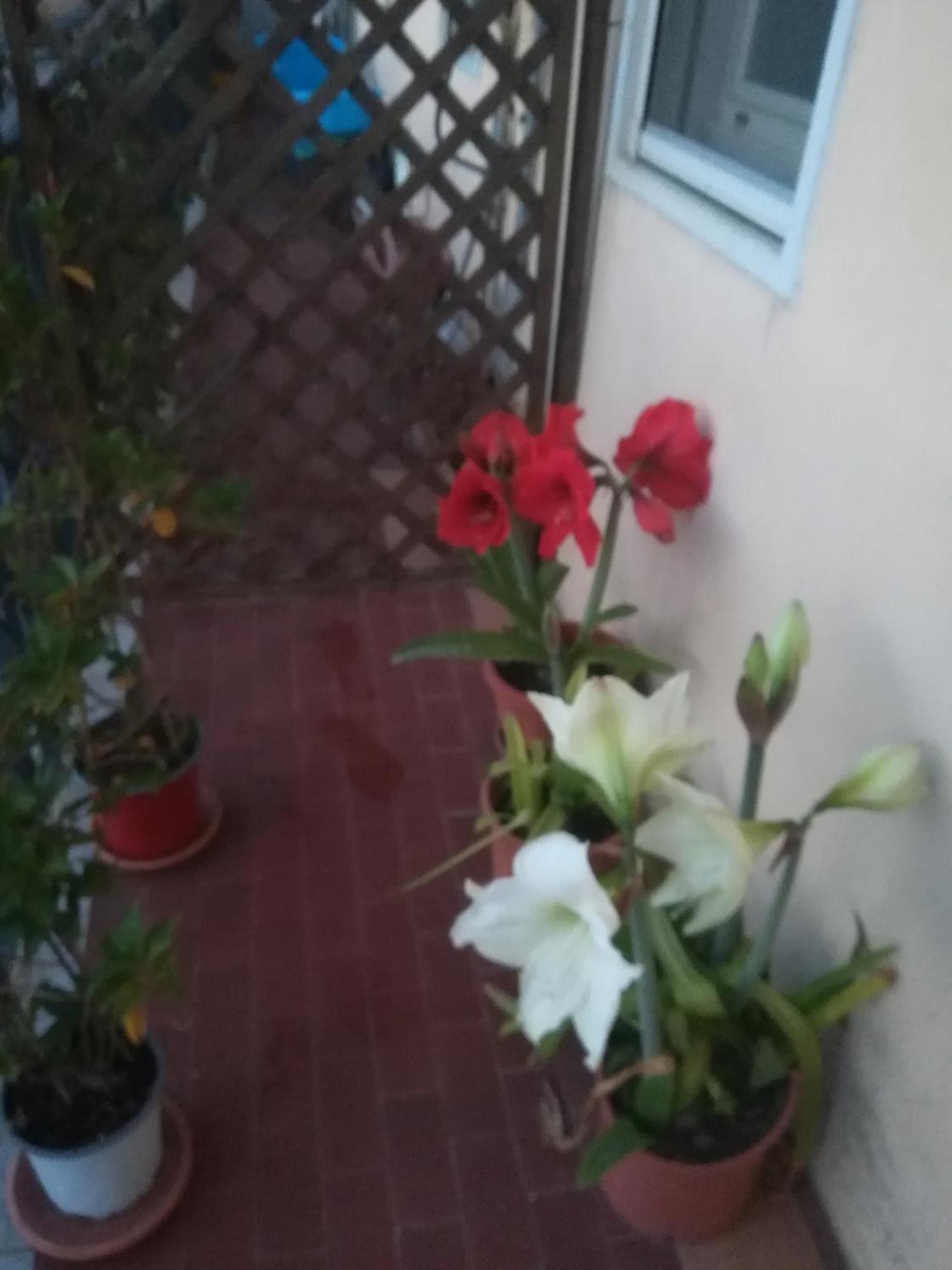 Casa Silvia Hotel Caltagirone Kültér fotó